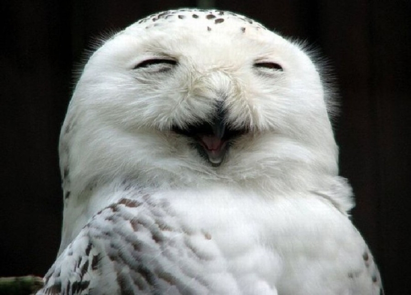 18 photos that owls can be proud of