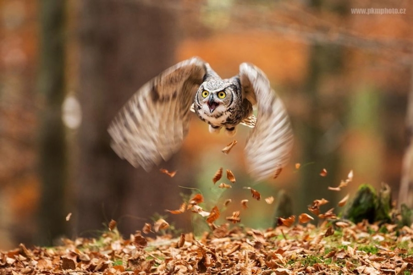 18 photos that owls can be proud of
