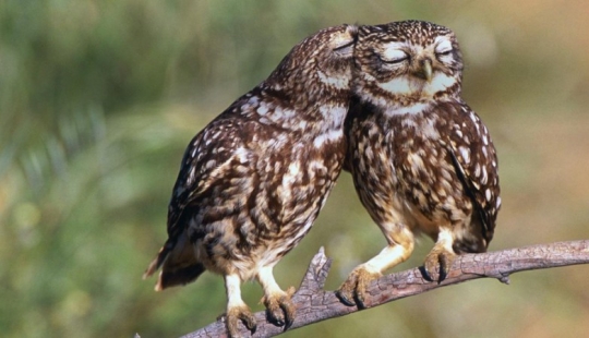 18 photos that owls can be proud of