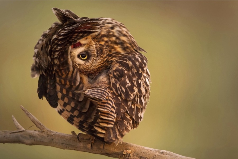18 photos that owls can be proud of