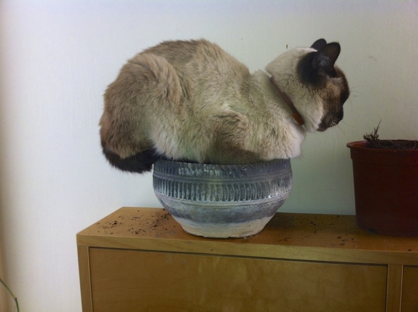 18 Proofs That Cats Are Plants