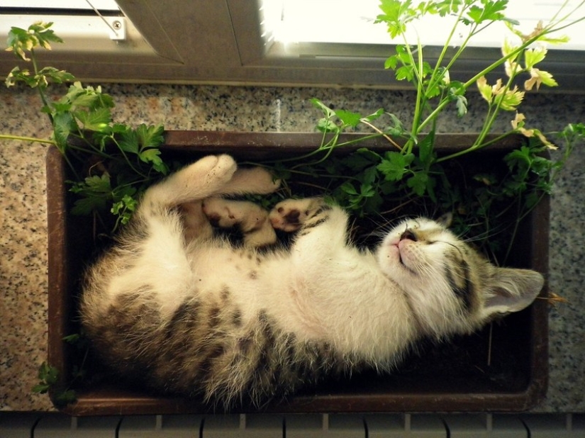18 Proofs That Cats Are Plants