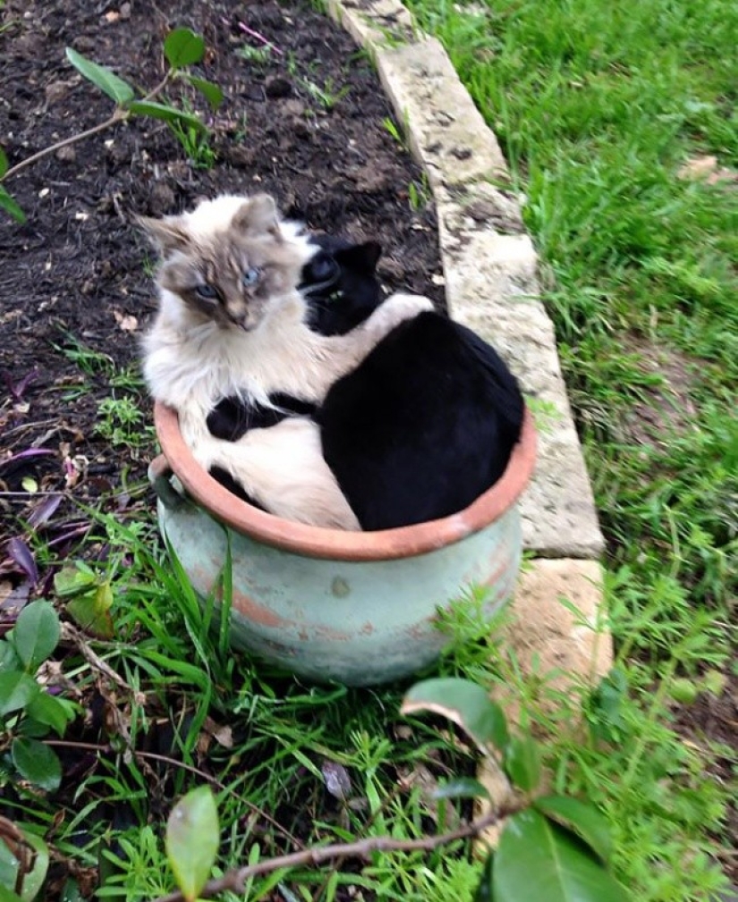 18 Proofs That Cats Are Plants