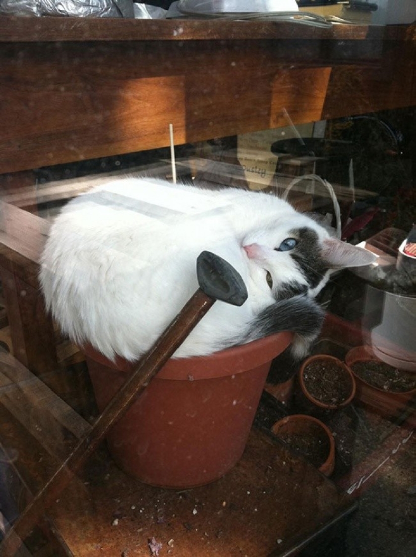 18 Proofs That Cats Are Plants