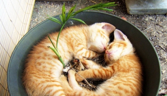 18 Proofs That Cats Are Plants