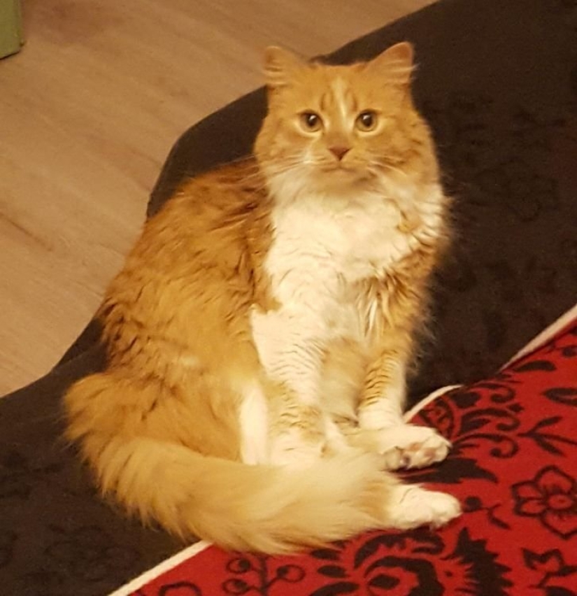 18 pruebas de que a veces no puedes creer lo que ves