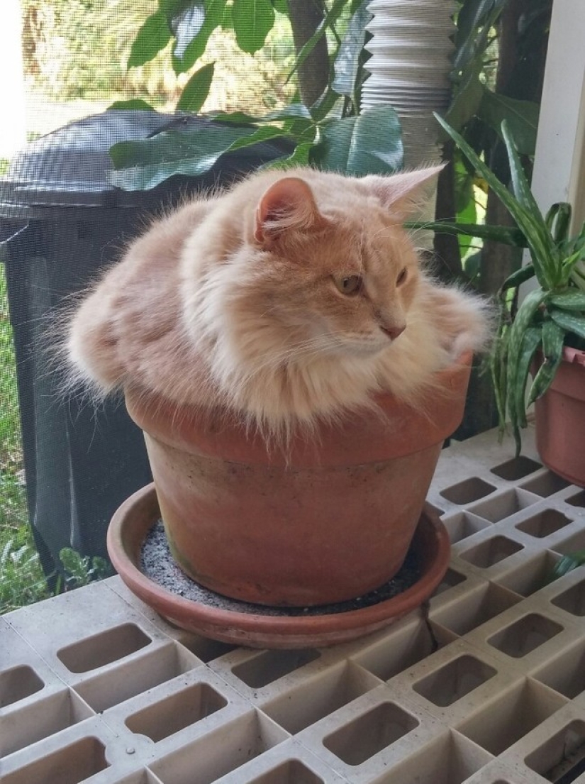 18 pruebas de que los gatos son plantas