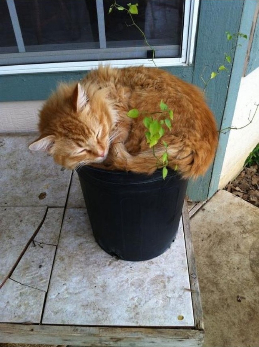 18 pruebas de que los gatos son plantas