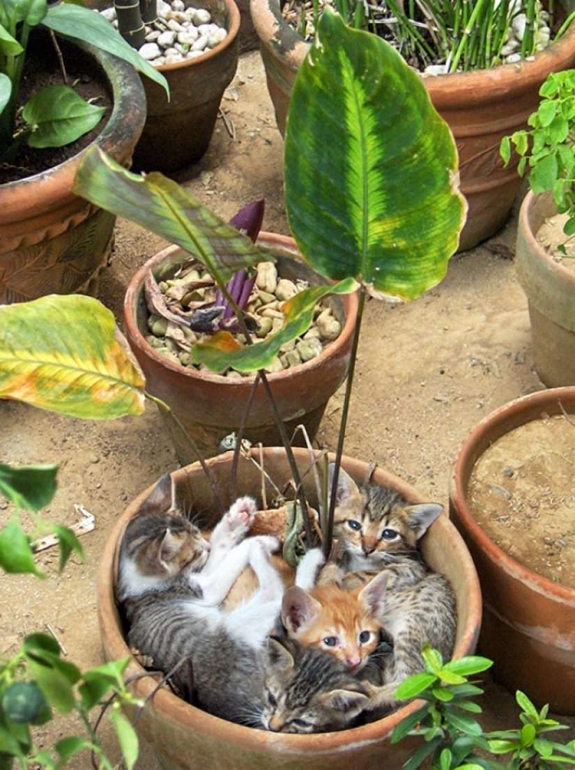18 pruebas de que los gatos son plantas
