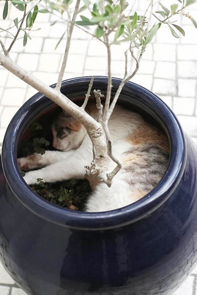 18 pruebas de que los gatos son plantas