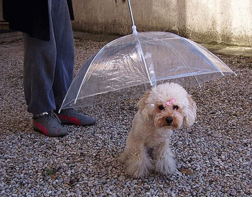 19 Amazing Umbrellas for Fall