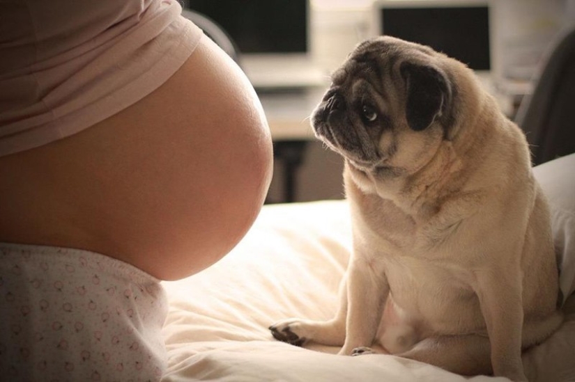 19 Dogs Who Really Look forward to having babies