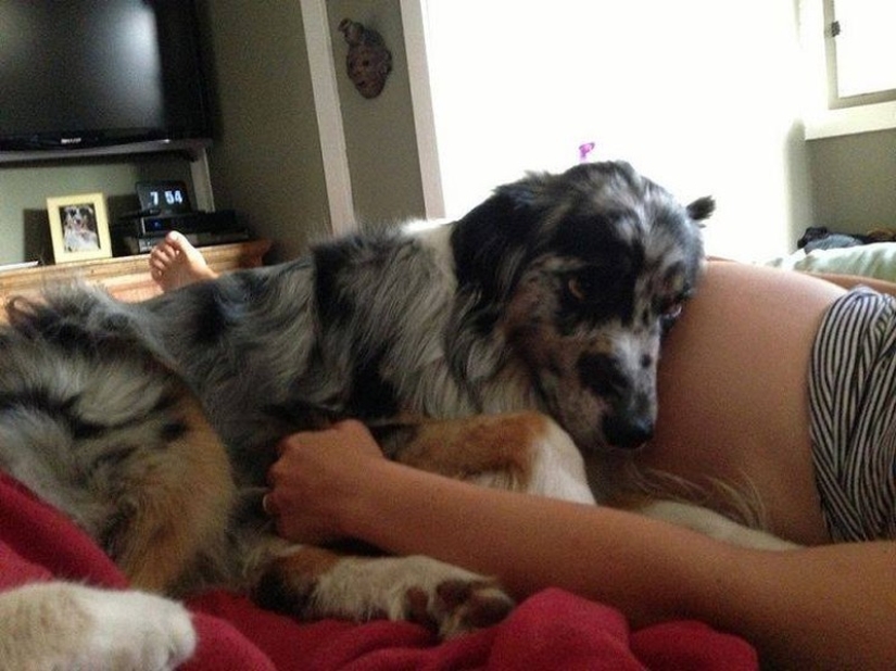 19 Dogs Who Really Look forward to having babies