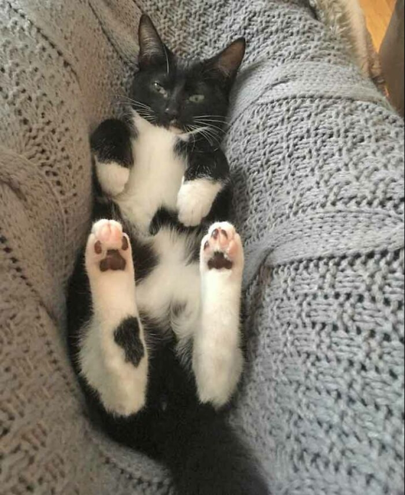 19 ocasiones en las que los gatos no tenían idea de lo mimados que estaban 19 ocasiones en las que los gatos no tenían idea de lo mimados que estaban