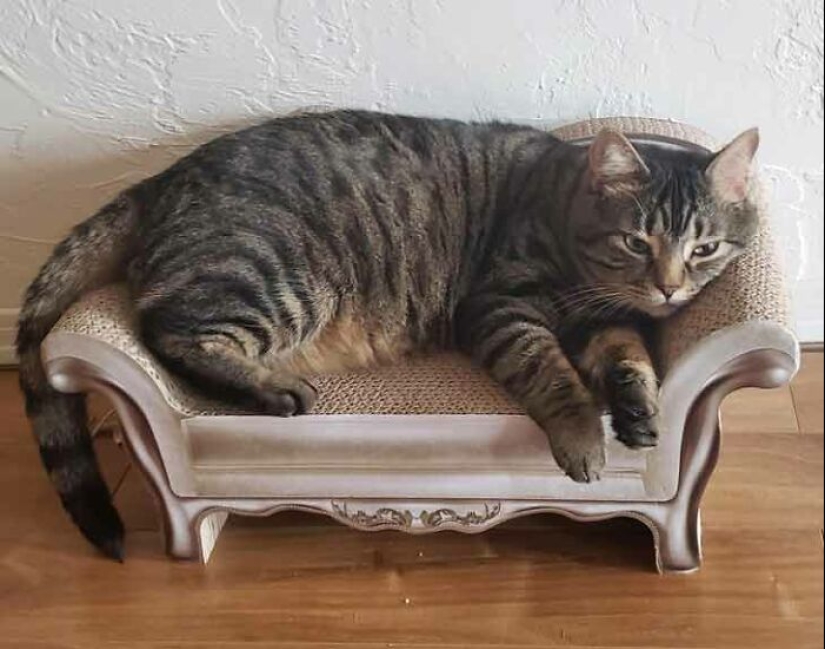 19 ocasiones en las que los gatos no tenían idea de lo mimados que estaban 19 ocasiones en las que los gatos no tenían idea de lo mimados que estaban