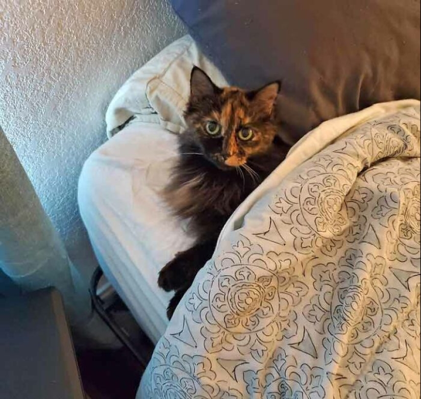 19 ocasiones en las que los gatos no tenían idea de lo mimados que estaban 19 ocasiones en las que los gatos no tenían idea de lo mimados que estaban