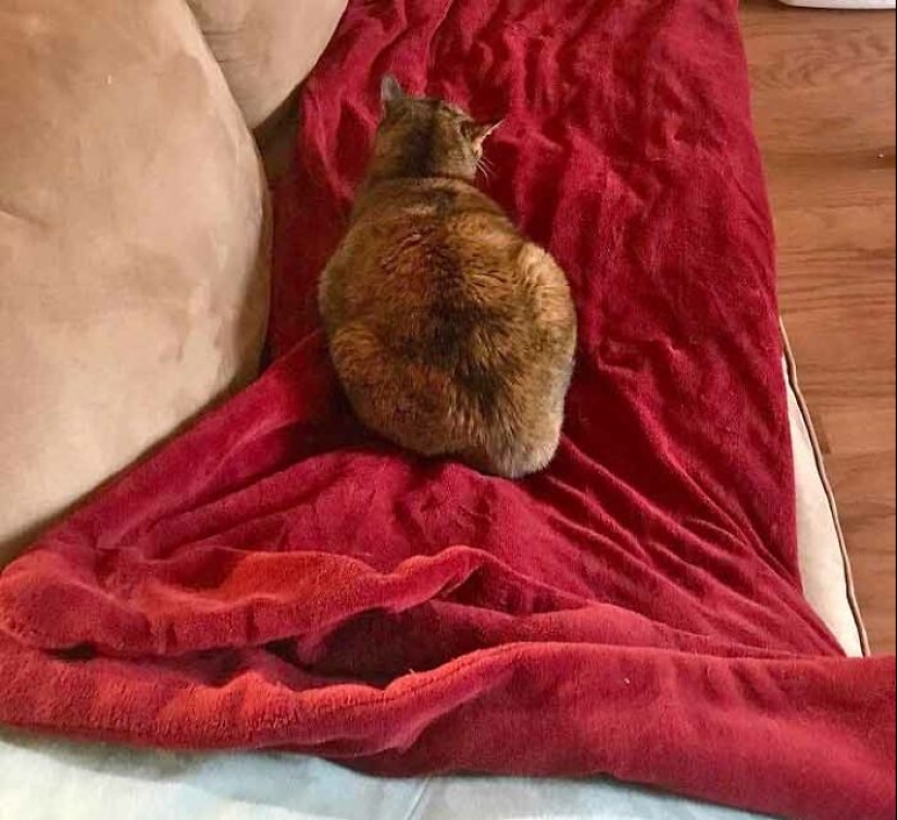 19 ocasiones en las que los gatos no tenían idea de lo mimados que estaban 19 ocasiones en las que los gatos no tenían idea de lo mimados que estaban