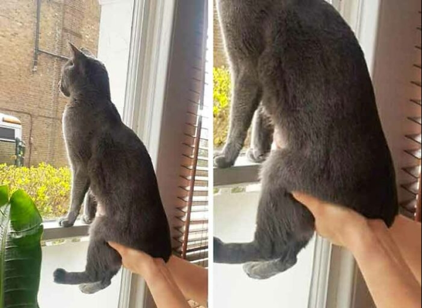 19 ocasiones en las que los gatos no tenían idea de lo mimados que estaban 19 ocasiones en las que los gatos no tenían idea de lo mimados que estaban