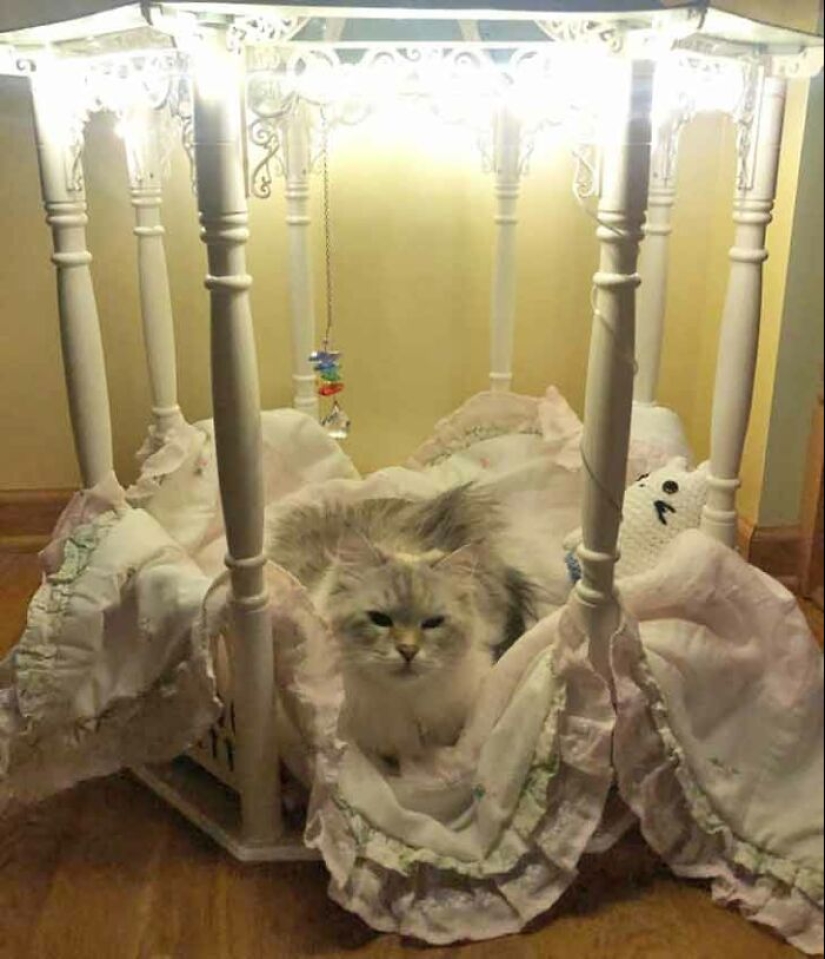 19 ocasiones en las que los gatos no tenían idea de lo mimados que estaban 19 ocasiones en las que los gatos no tenían idea de lo mimados que estaban