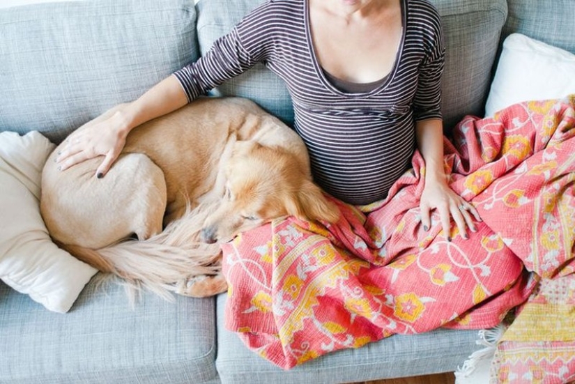 19 perros que realmente esperan tener bebés 19 perros que realmente esperan tener bebés