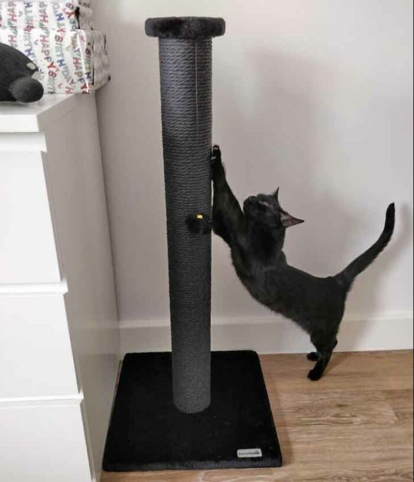 19 Times When Cats Had No Idea How Spoiled They Are 19 Times When Cats Had No Idea How Spoiled They Are