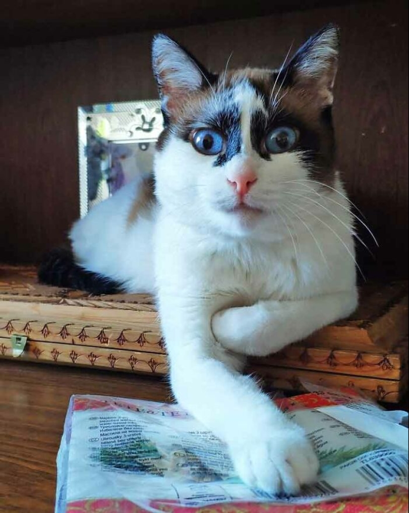 19 Times When Cats Had No Idea How Spoiled They Are 19 Times When Cats Had No Idea How Spoiled They Are