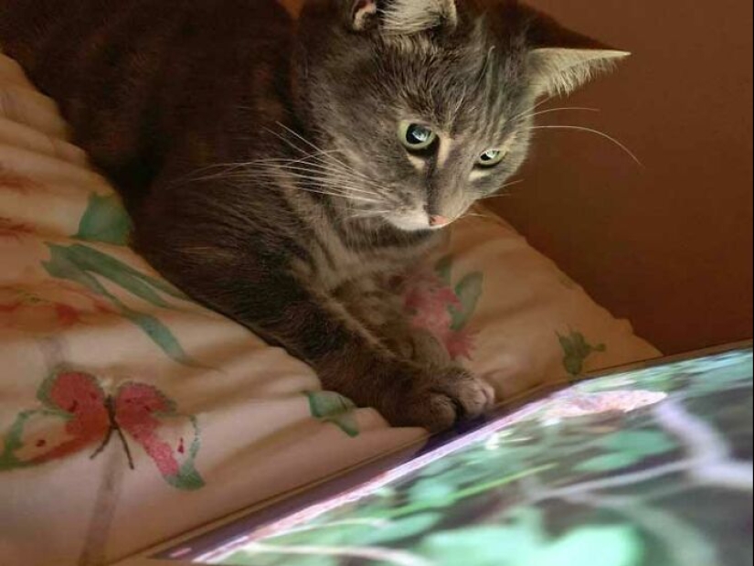 19 Times When Cats Had No Idea How Spoiled They Are 19 Times When Cats Had No Idea How Spoiled They Are