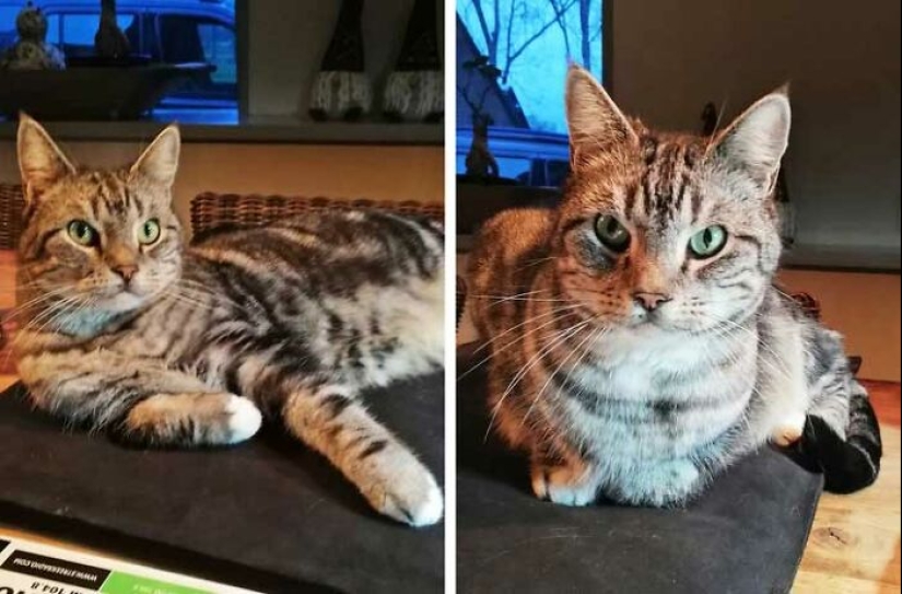 19 Times When Cats Had No Idea How Spoiled They Are 19 Times When Cats Had No Idea How Spoiled They Are