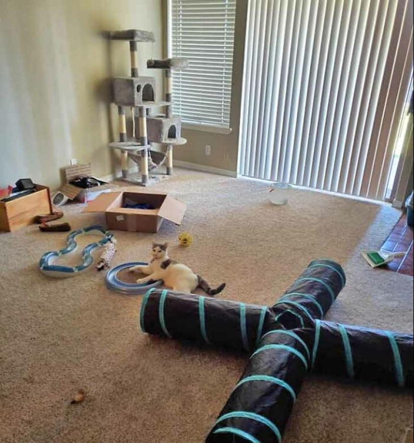 19 Times When Cats Had No Idea How Spoiled They Are 19 Times When Cats Had No Idea How Spoiled They Are