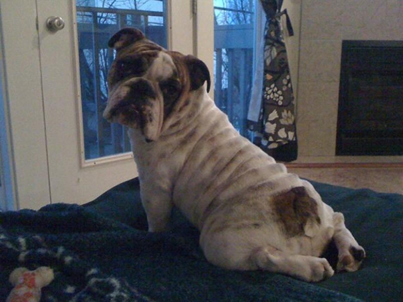 20 animales divertidos que se creen muy sexys 20 animales divertidos que se creen muy sexys