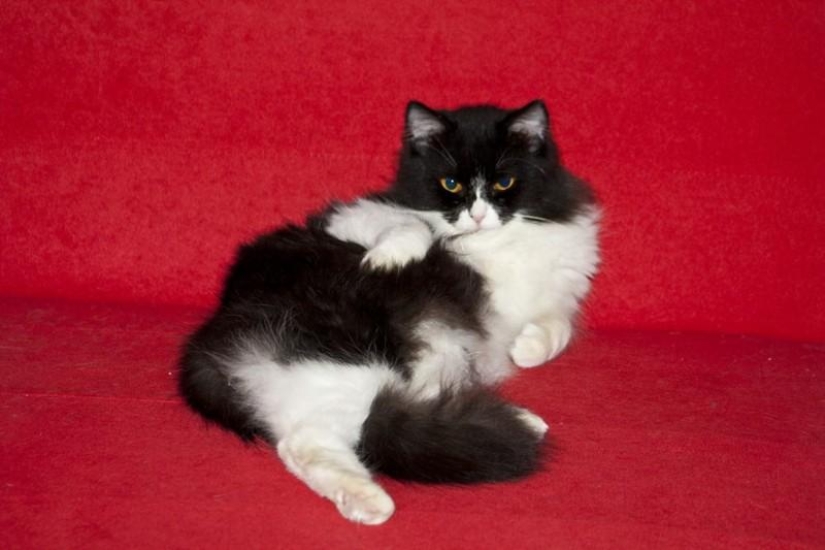 20 animales divertidos que se creen muy sexys 20 animales divertidos que se creen muy sexys