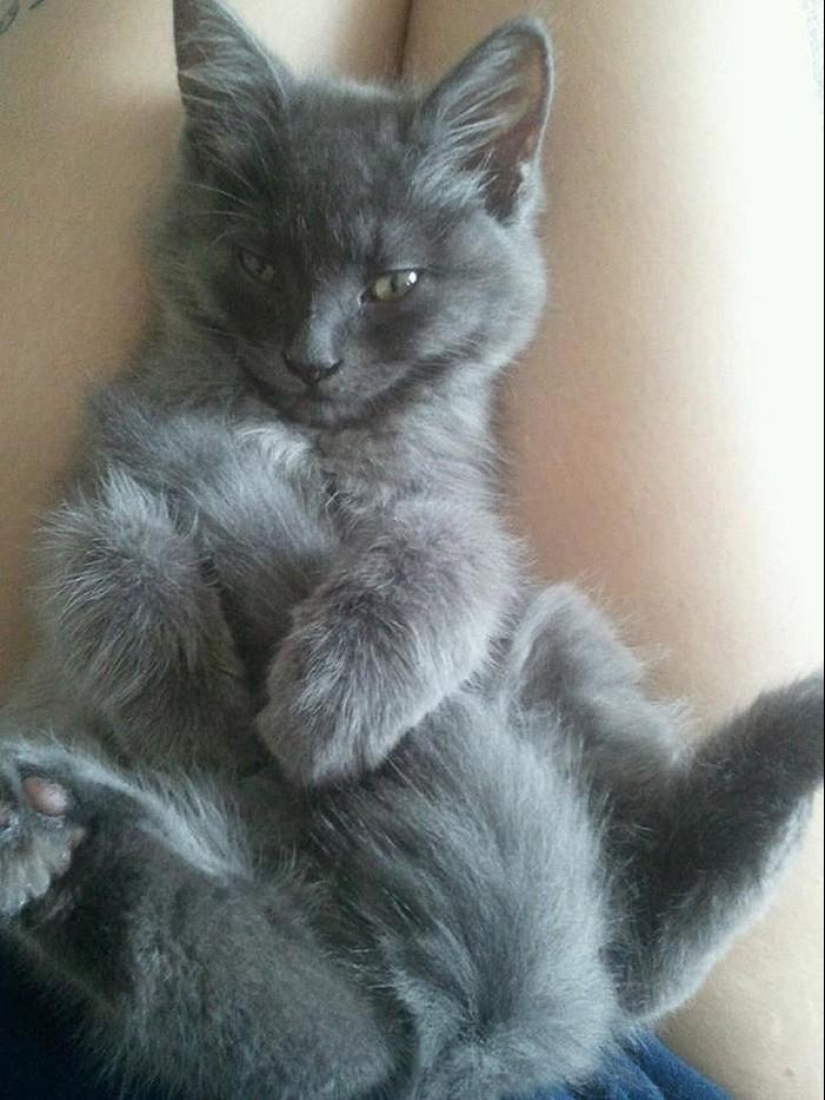 20 animales divertidos que se creen muy sexys 20 animales divertidos que se creen muy sexys