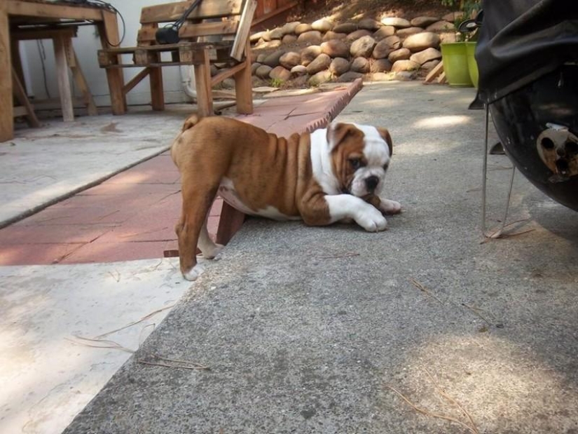 20 animales divertidos que se creen muy sexys 20 animales divertidos que se creen muy sexys