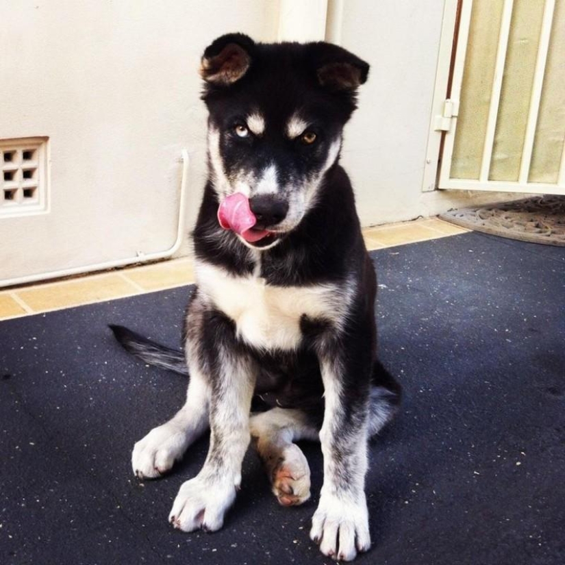 20 animales divertidos que se creen muy sexys 20 animales divertidos que se creen muy sexys