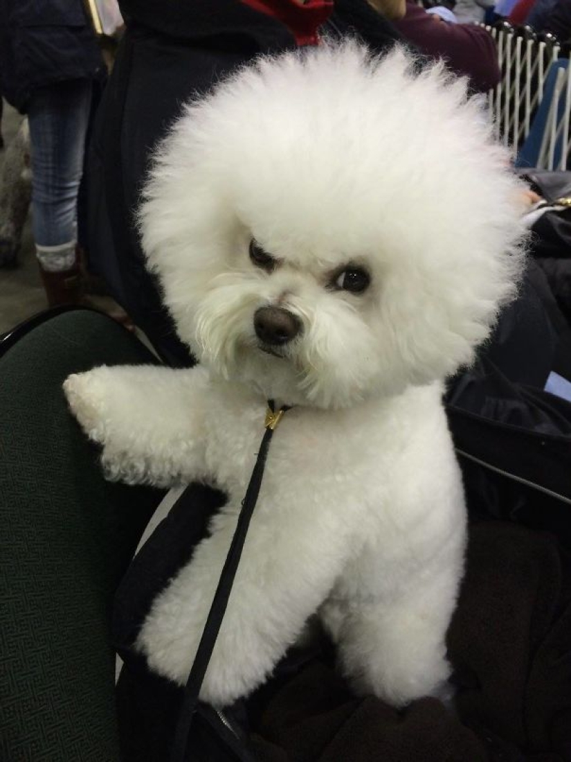 20 animales viciosos que están mejor sin cruzar la calle 20 animales viciosos que están mejor sin cruzar la calle