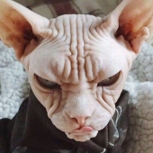 20 animales viciosos que están mejor sin cruzar la calle