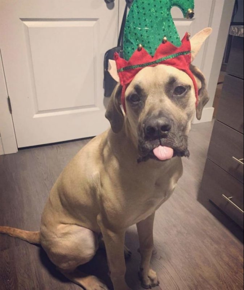 20 animals that hate the New Year and everything connected with it