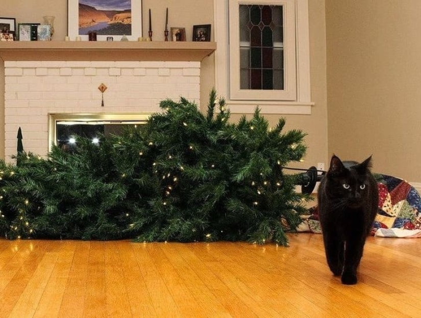 20 animals that hate the New Year and everything connected with it