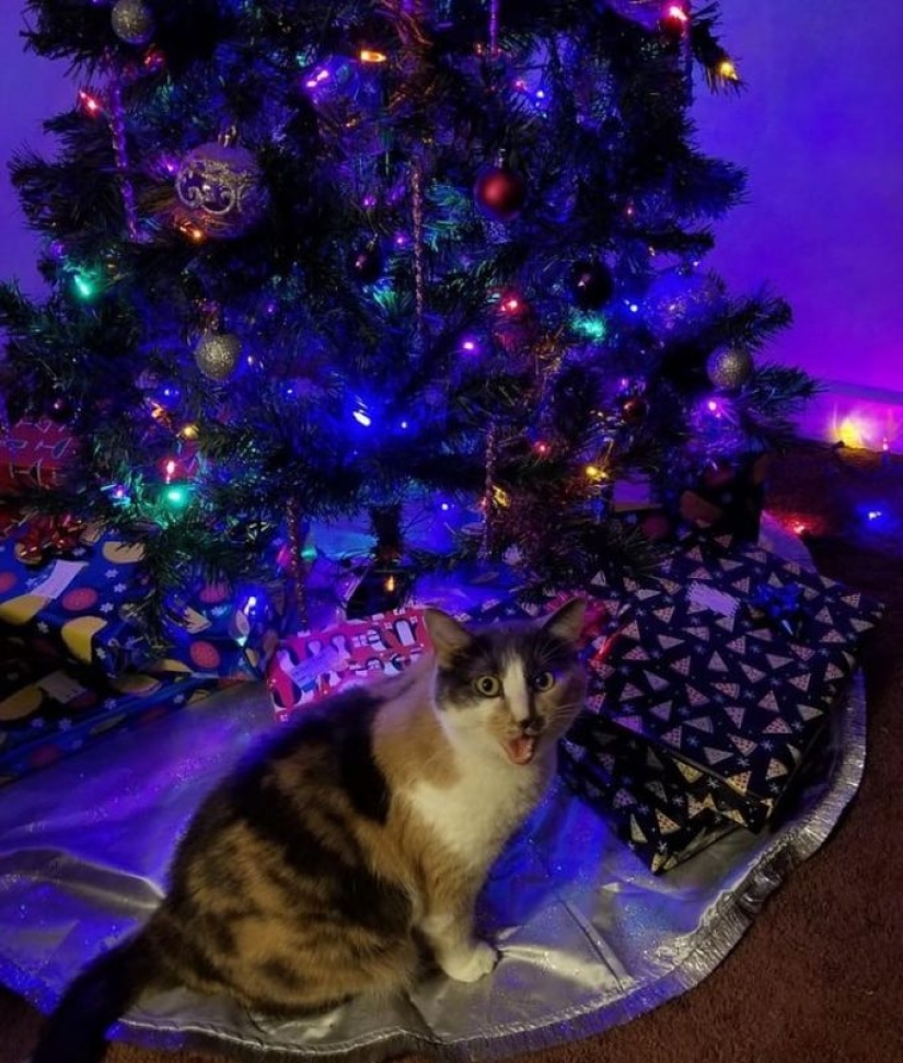 20 animals that hate the New Year and everything connected with it