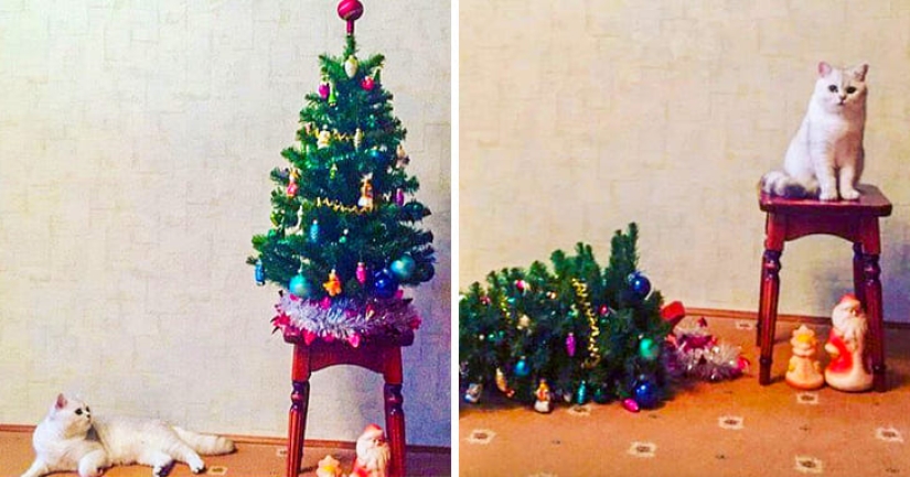 20 animals that hate the New Year and everything connected with it