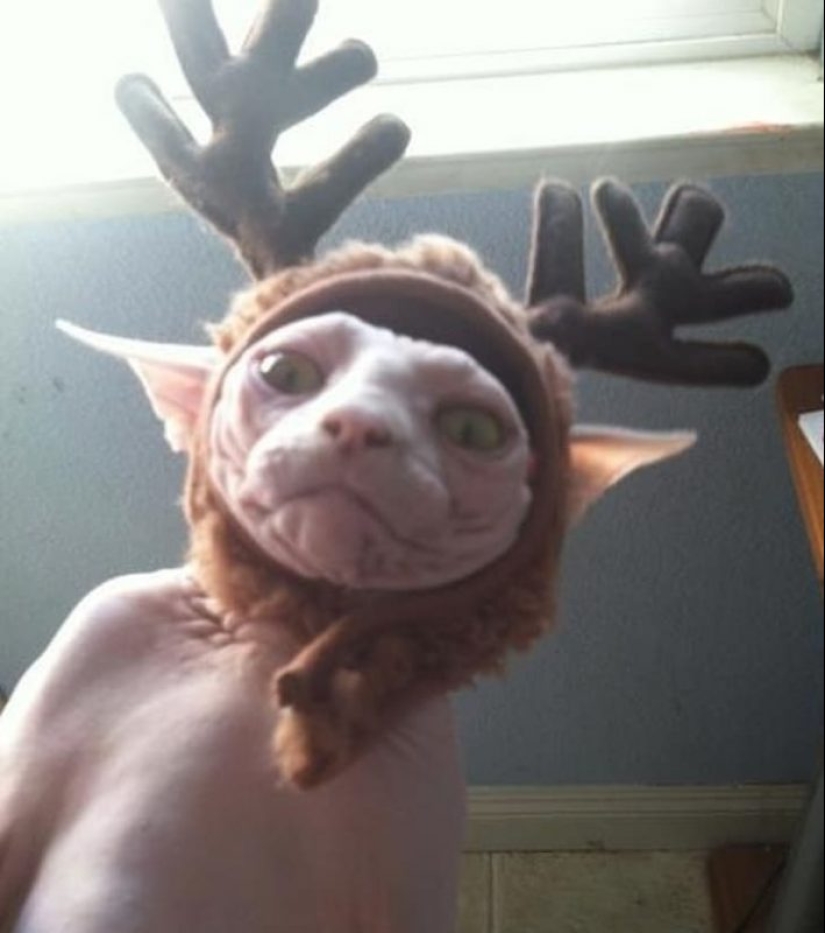 20 animals that hate the New Year and everything connected with it