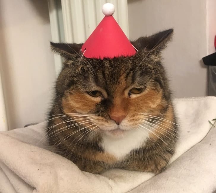 20 animals that hate the New Year and everything connected with it