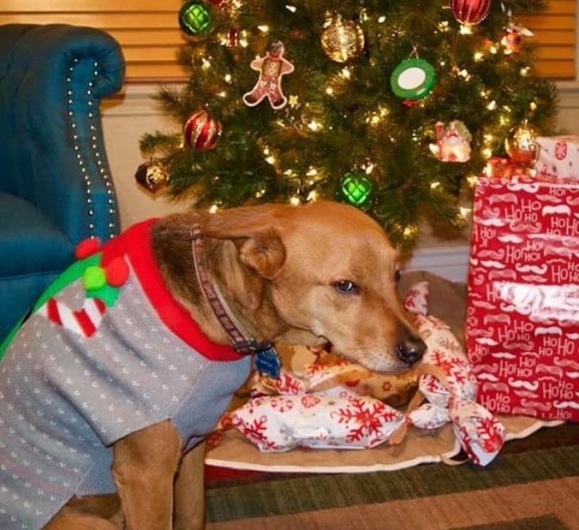 20 animals that hate the New Year and everything connected with it