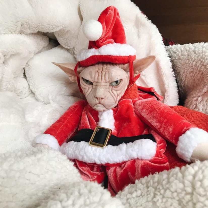 20 animals that hate the New Year and everything connected with it