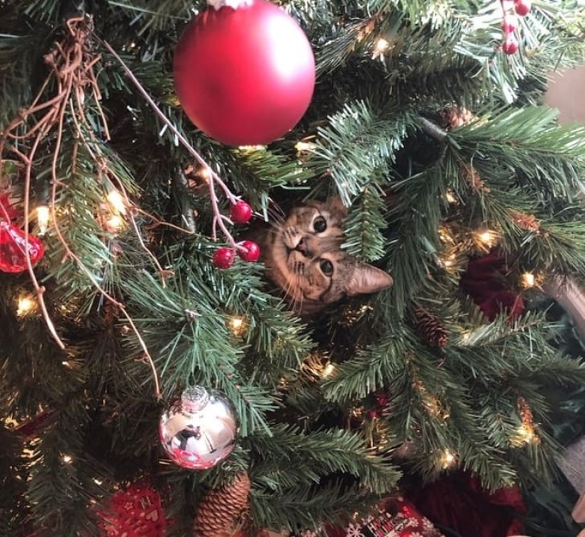 20 animals that hate the New Year and everything connected with it