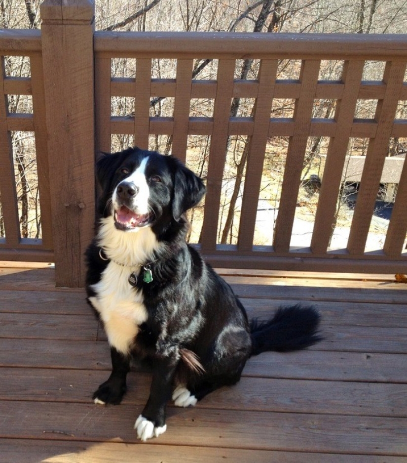 20 cutest mixed breed dogs that will make you fall in love with them! 20 cutest mixed breed dogs that will make you fall in love with them!