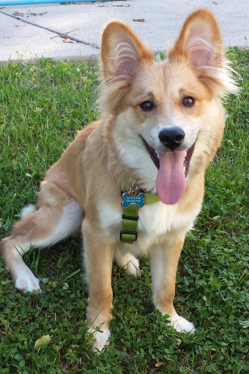 20 cutest mixed breed dogs that will make you fall in love with them! 20 cutest mixed breed dogs that will make you fall in love with them!