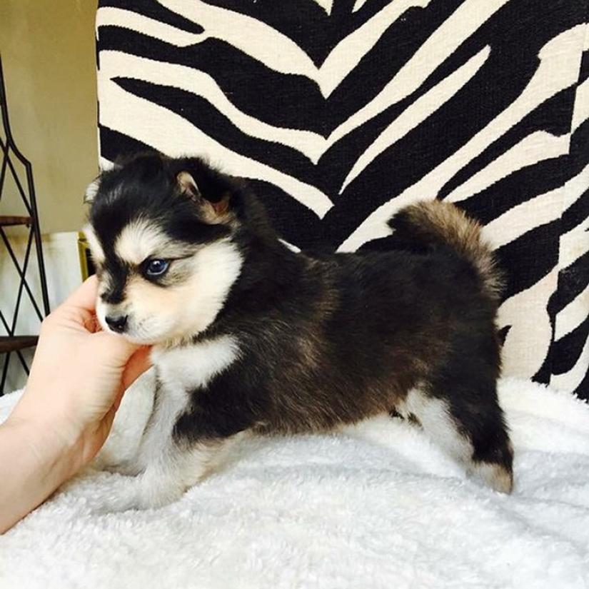 20 cutest mixed breed dogs that will make you fall in love with them! 20 cutest mixed breed dogs that will make you fall in love with them!