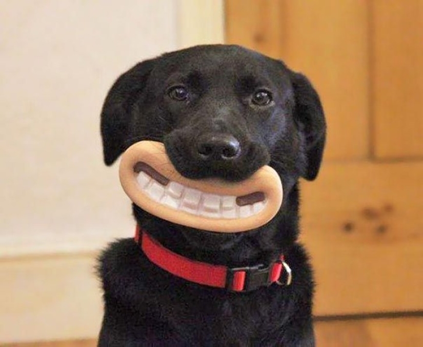 20 Dogs Who Have No Idea About How Stupid They Look With Their Toys 20 Dogs Who Have No Idea About How Stupid They Look With Their Toys