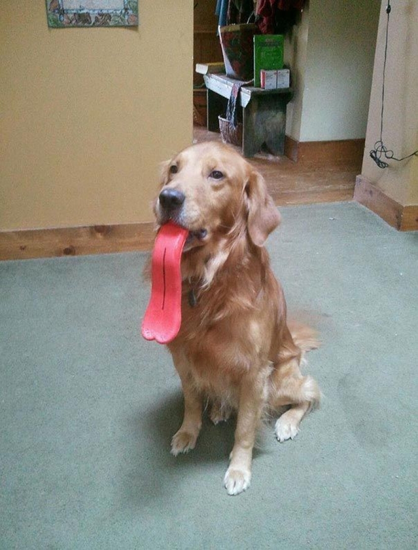 20 Dogs Who Have No Idea About How Stupid They Look With Their Toys 20 Dogs Who Have No Idea About How Stupid They Look With Their Toys